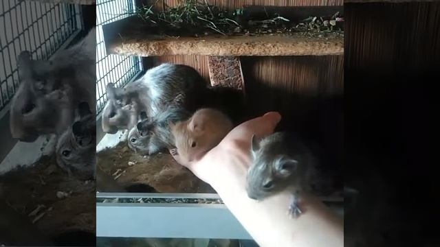 Малыши дегу на руках смотреть онлайн