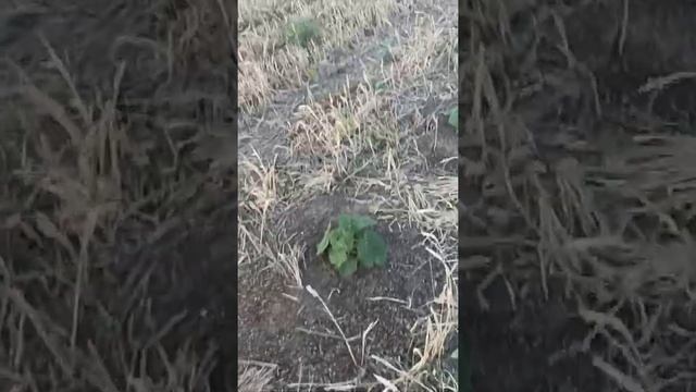 Забор из павловнии в поле без полива 17.08.2022,посадка 24.06.2022. смотреть онлайн