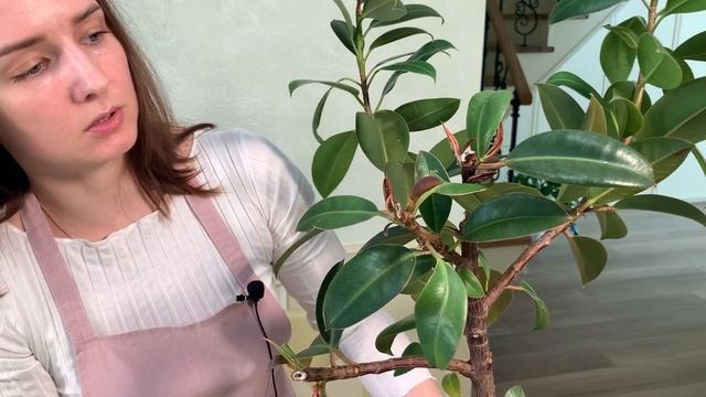 №6. Фикус эластика, результаты обрезки. смотреть онлайн