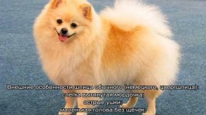 Померанский шпиц и немецкий шпиц: отличия