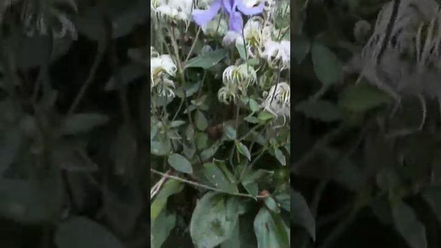 clematis integrifolia bells (клематис цельнолистный бэллс), готов к пересадке, обрезан, 300р/шт смотреть онлайн