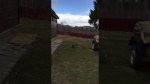 Как избавиться от мух в частном доме
