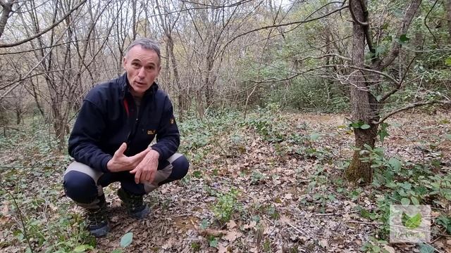 Viola odorata : un amour de violette смотреть онлайн