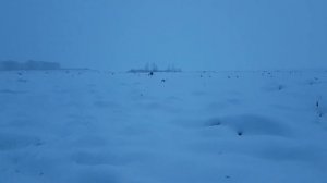 Щенок лабрадора ищет палку в сугробе