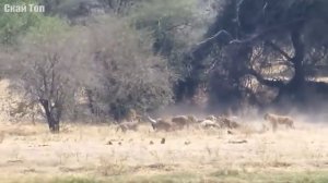 ЛЕВ В ДЕЛЕ! Львы против крокодила, гиен, буйволов...