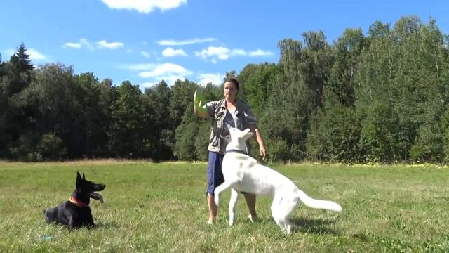 ДТ-38. Дог фризби - настоящая охота! Как научиться? смотреть онлайн