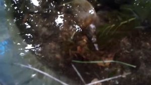 Прудовики в аквариуме на даче