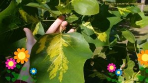 Лириодендрон тюльпанный Пургатори. Краткий обзор, описание liriodendron tulipifera Purgatory