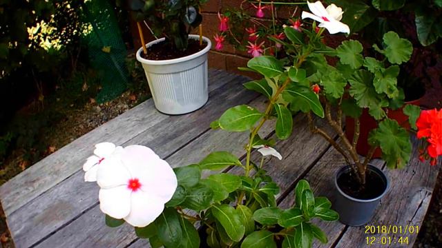 ОБЗОР ЦВЕТУЩИХ КОМНАТНЫХ РАСТЕНИЙ смотреть онлайн