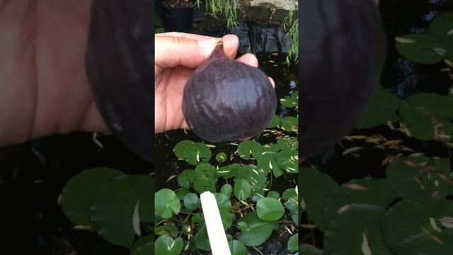 ZIVA Italian fig variety