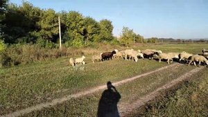 Австралийские овчарки пасут овец. #келпи
