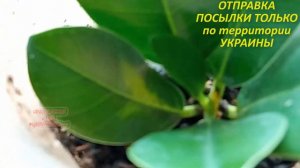 АУКЦИОН ФИКУС микрокарпа Green Island variegated