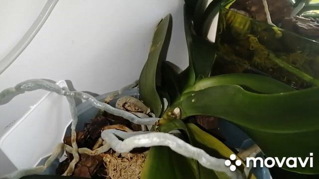 #Любуюськрасотойсвоихорхидей#🌺🌺🌺 смотреть онлайн