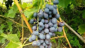 Обзор сортов винограда. Восторг черный. Сентябрь