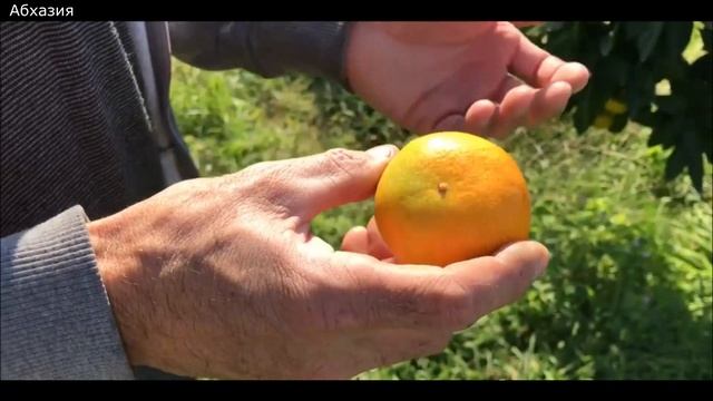 Абхазский Биолог даёт советы как выбирать мандарины. смотреть онлайн