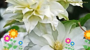 Клематис гибридный Фёст Лав. Краткий обзор, описание характеристик clematis First love