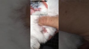 Мальчик или девочка? Как определить пол у кролика.?