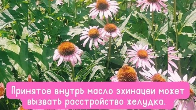 Эхинацея пурпурная. Польза и вред. #echinaceapurpurea #benefitandharm