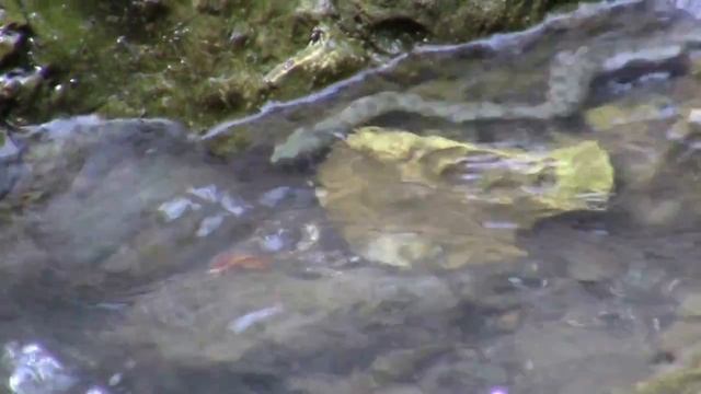 27_05_2018-год_ВЕЛОПРОГУЛКА на р.ЗМЕЙКА_СОЧИ.mp4 смотреть онлайн