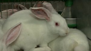 В Гагаринском районе Смоленской области  компания «Кролъ и К» расширяет производство.