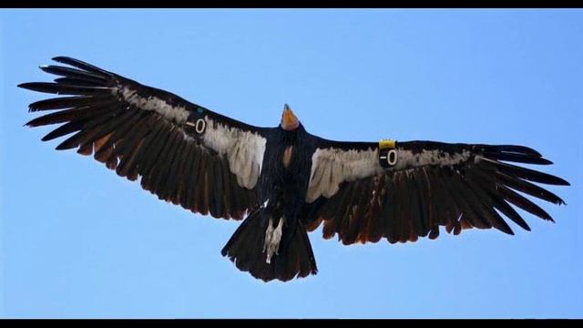 Калифорнийский кондор смотреть онлайн