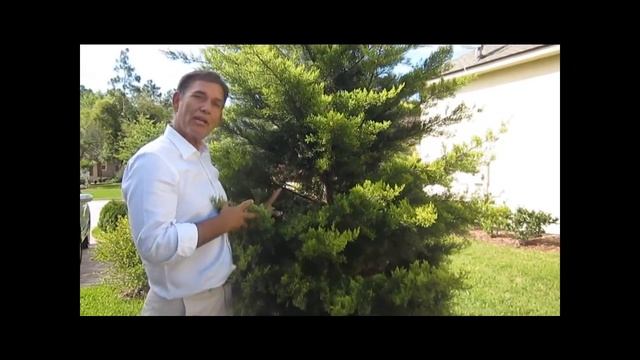 Leyland Cypress Gold Rider смотреть онлайн