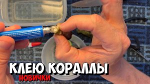 Часть 1 | Наращиваю ножки кораллам | ЛПС и мягкие