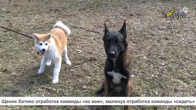 Хатико, схватка с малинуа