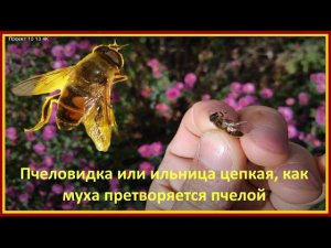 ПЧЕЛОВИДКА (ИЛЬНИЦА) ЦЕПКАЯ, как МУХА, притворяется ПЧЕЛОЙ