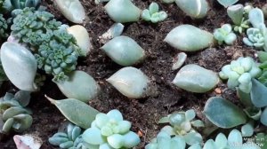 Сколько потребуется времени, чтобы вырастить суккулент из листа? Часть 1.