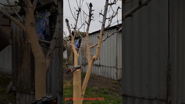 Прививка яблонь и груш,прививочным секатором.