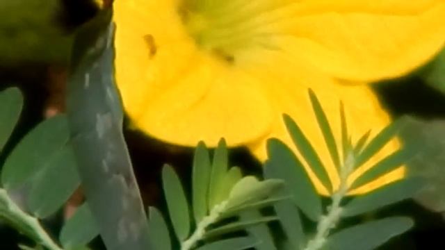 nikon coolpix L830 смотреть онлайн