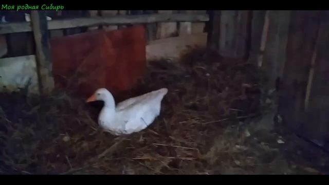 У нас переезд гусей из шалаша к Фимочке! Как назвать гусей из шалаша? Голубь прилетел поздно. смотреть онлайн