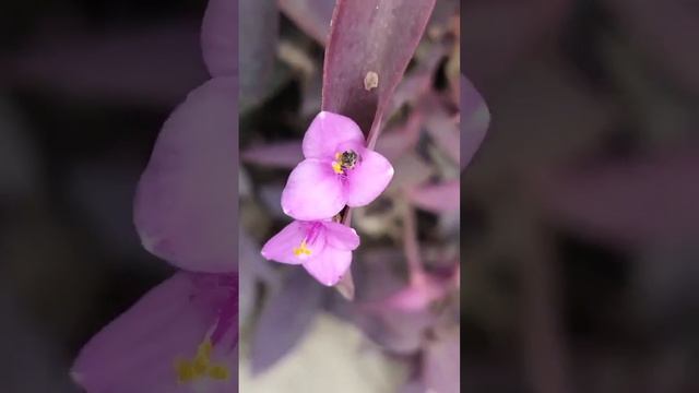 390.My Exptl Lrng Monsoon Farewell Morning  Moments with Purple Queen Blooms @My Home Garden