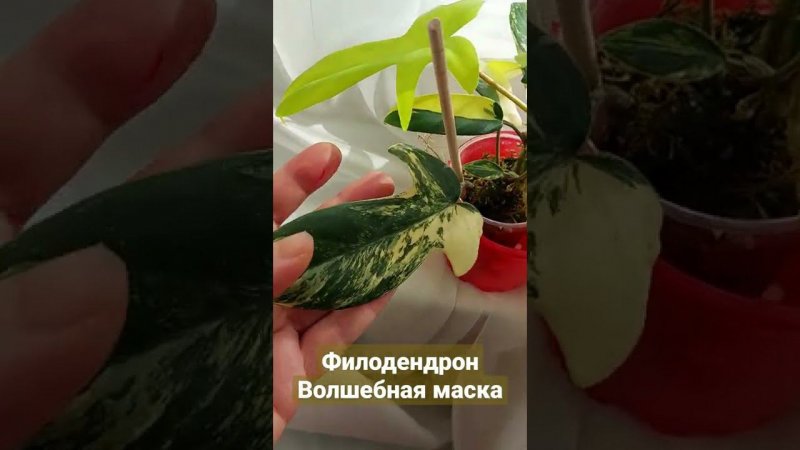 Филодендрон волшебная маска Philodendron magic mask