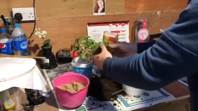 How to replant, Red Dipladenia, Cum replantam Dipladenia смотреть онлайн