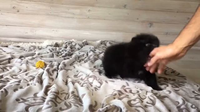 Чёрный померанский шпиц?