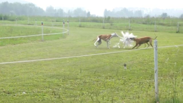 CACIL racing: Уиппеты-щенки, 7,5 мес. смотреть онлайн