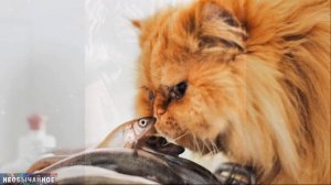 А Вы Кормите Свою Кошку Рыбой? Правда ли, что Кошкам Нельзя давать Рыбу? ¤ НЕОБЫЧАЙНОЕ