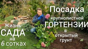 Большая ПЕРЕСАДКА . Пион древовидный УБРАЛИ гортензию ПОСАДИЛИ.