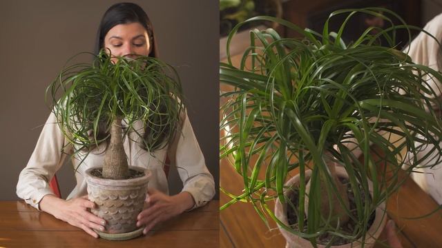 Beaucarnea recurvata (Ponytail Palm) Houseplant Care — 229 of 365 смотреть онлайн