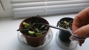 ВЕНЕРИНА МУХОЛОВКА. Уход за дионеей во время и после зимовки. Как прошла первая зимовка.