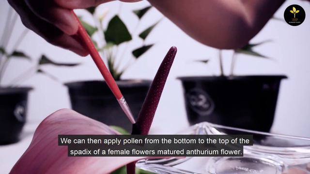 How to pollinate Anthuriums to get new varieties/ ඇන්තූරියම් පරාගනය කරන්නේ කෙසේද? смотреть онлайн