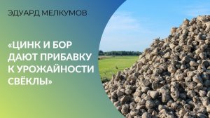 Подкормка сахарной свёклы цинком и бором дает прибавку к урожайности