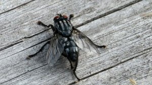 Муха серая мясная или саркофагид, Flesh flies