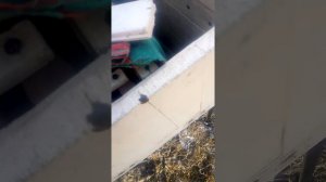 Зимняя пересадка пчёл в другой улей