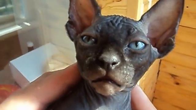 Черный мальчик Джастин 8 903 832 20 20 г. Владимир смотреть онлайн