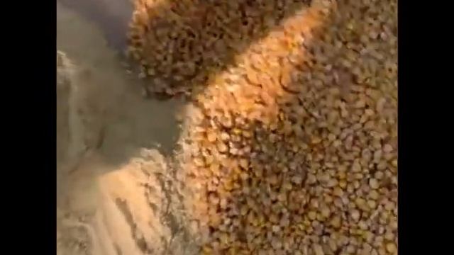 Вектор 7, помол Кукурузы на сите 8мм смотреть онлайн