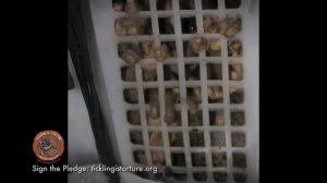 Правда о сладких лемурах Медленных лори Tickling Slow Loris Torture