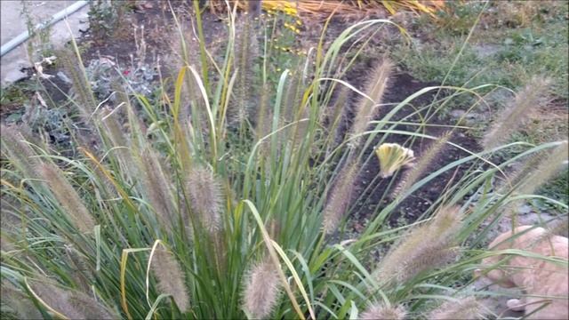 Декоративная трава для сада. Видео декоративных растений для сада. Как купить злаки и травы смотреть онлайн